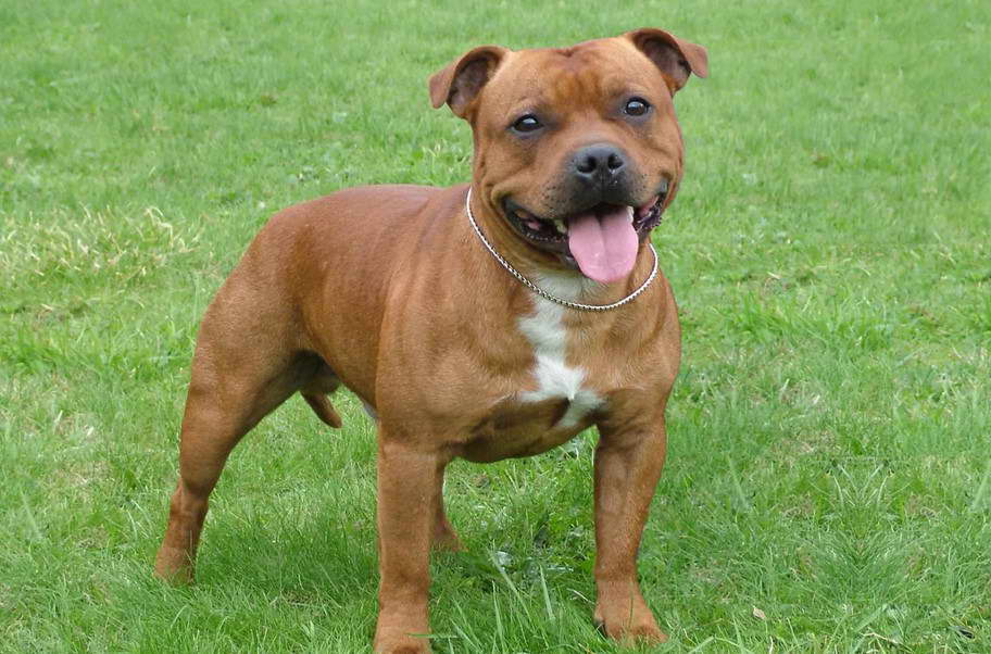 Staffordshire Bull Terrier Images