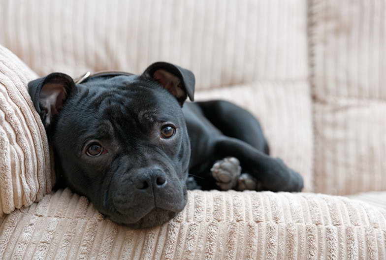 Staffordshire Bull Terrier Shedding