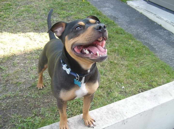 Staffordshire Terrier Rottweiler Mix