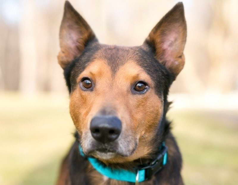 Staffordshire Terrier Shepherd Mix