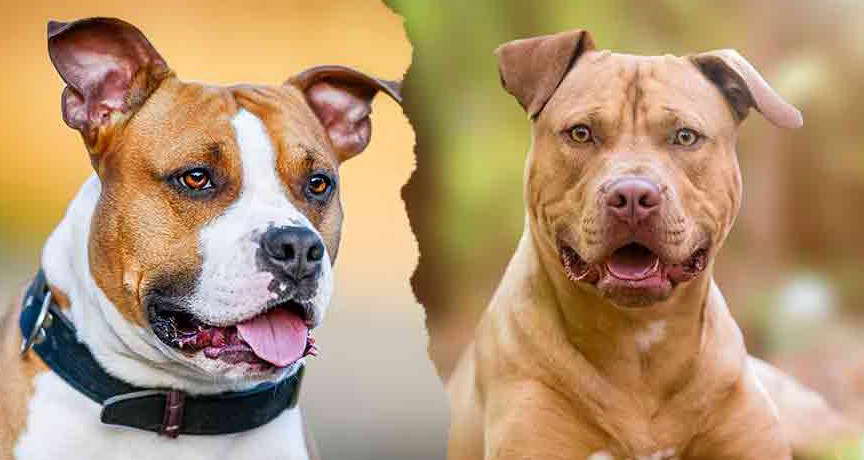 Staffordshire Terrier vs Staffordshire Bull Terrier