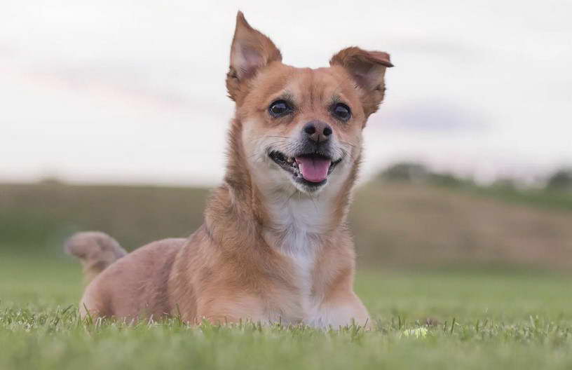 Tan Cairn Terrier Chihuahua Mix