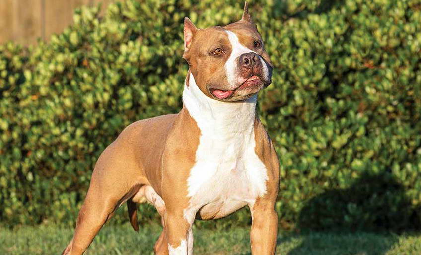 Tan Staffordshire Bull Terrier