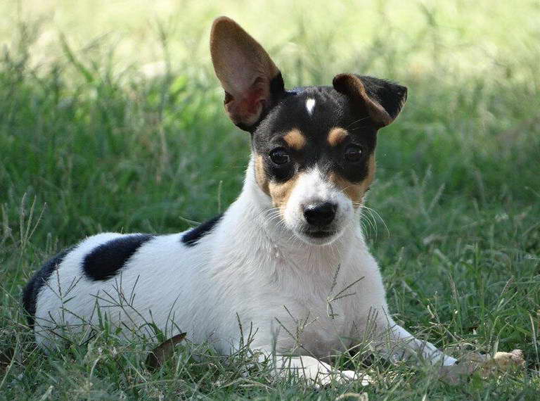 Teacup Fox Terrier