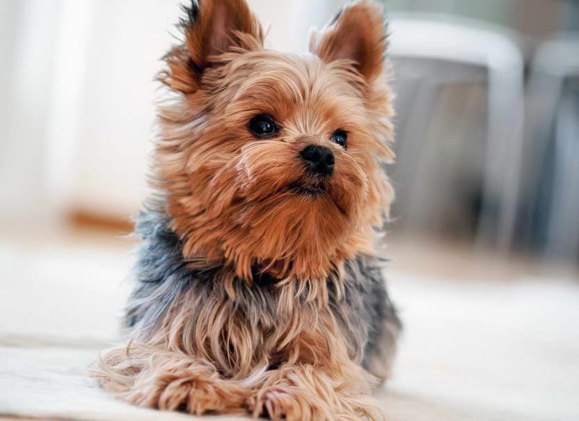 Teacup Silky Terrier For Sale