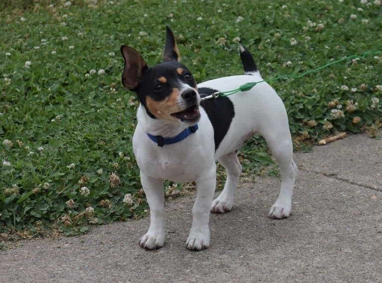 Teddy Roosevelt Terrier Colors