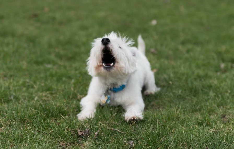 Terrier Barking