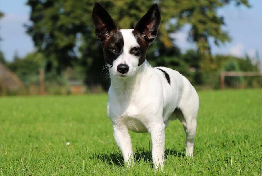 Terrier Dog Mix With Chihuahua