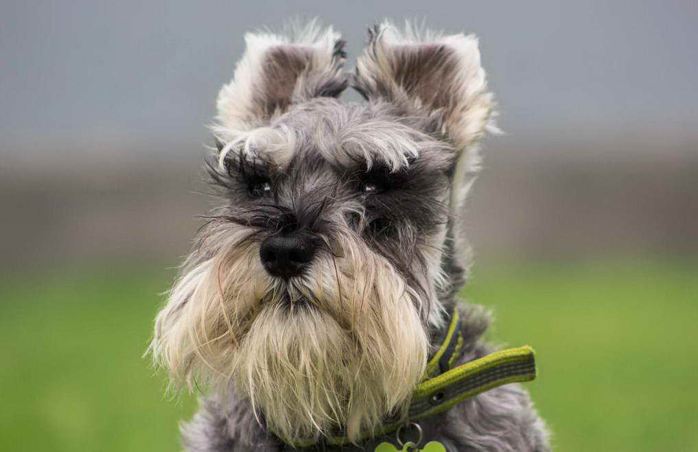 Terrier Dog With Mustache