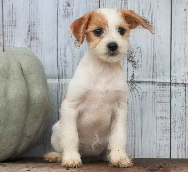 Terrier Mix For Sale