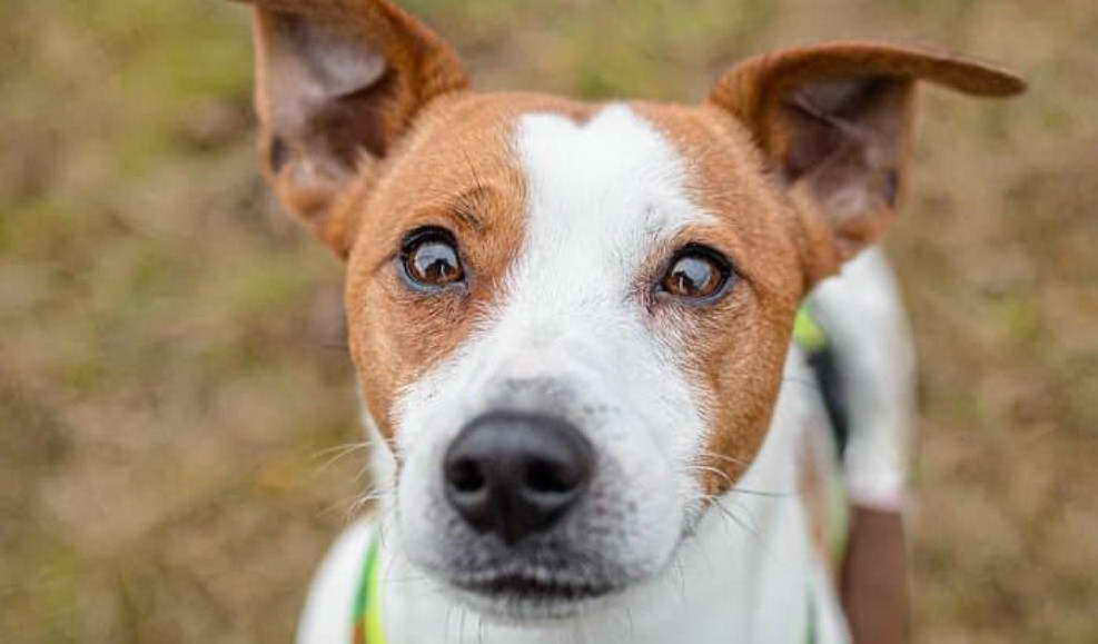 Terrier Mix Pictures