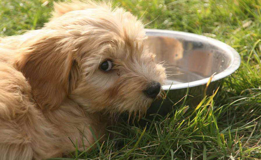 tibetan terrier cost