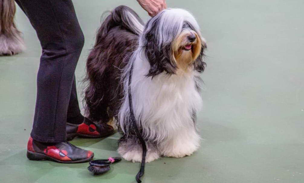 Tibetan Terrier Grooming