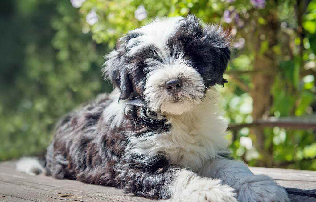 Tibetan Terrier Images