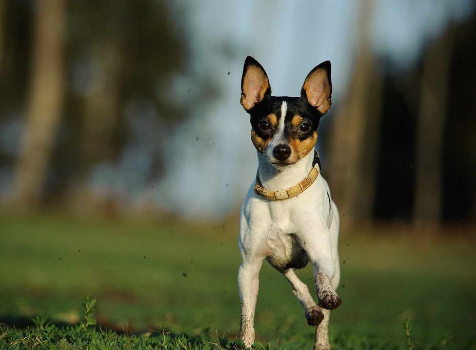 Toy Fox Terrier And Chihuahua Mix