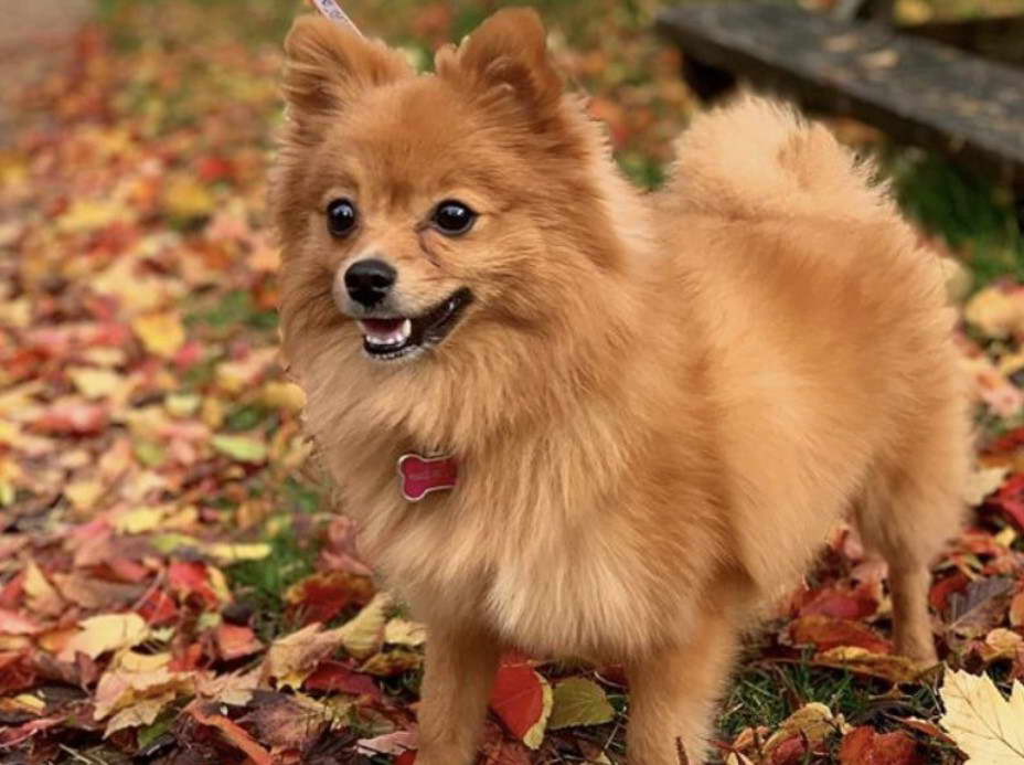 Toy Fox Terrier Pomeranian Mix