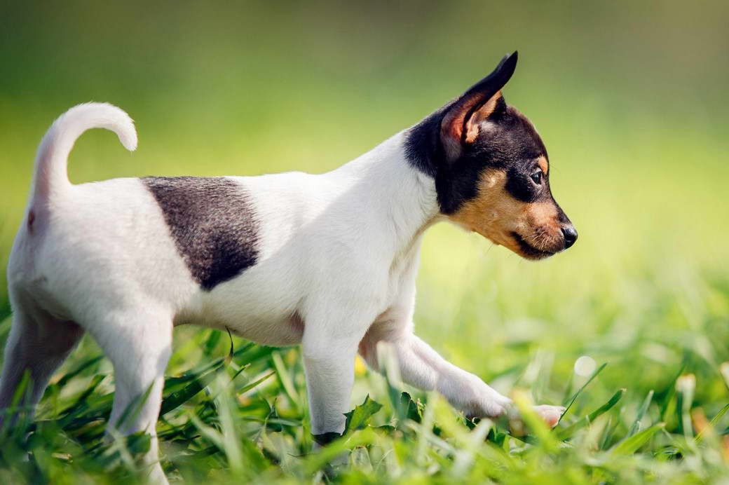 Toy Fox Terrier Size