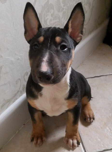 Tri Bull Terrier