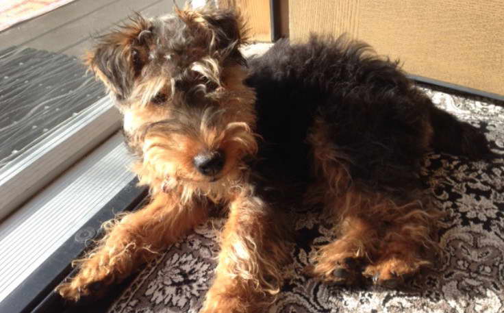 Welsh Terrier Cut