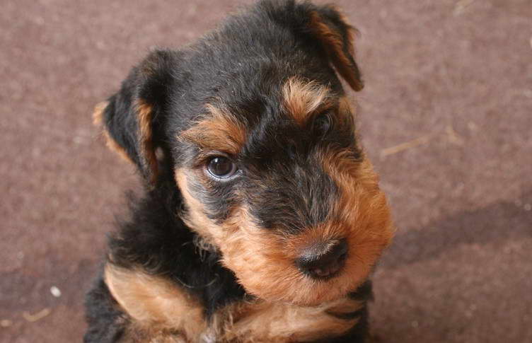 Welsh Terrier For Sale Near Me