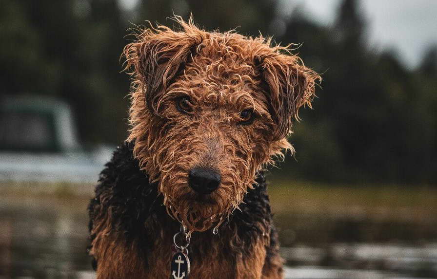 Welsh Terrier Haircut