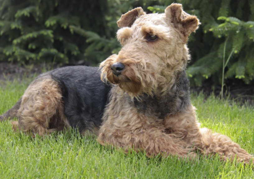 Welsh Terrier Puppies For Sale in PA