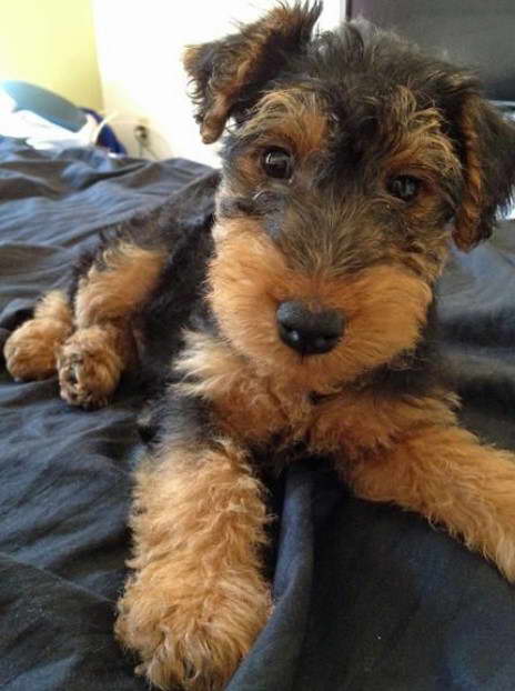 Welsh Terrier Rescue Near Me