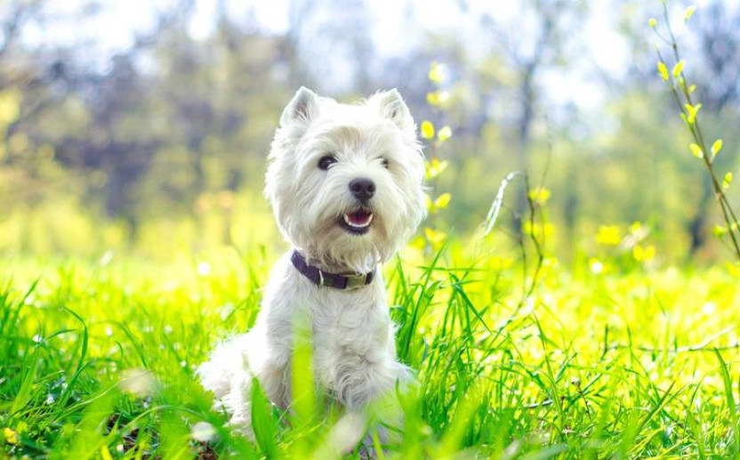 West Highland Terrier For Sale California