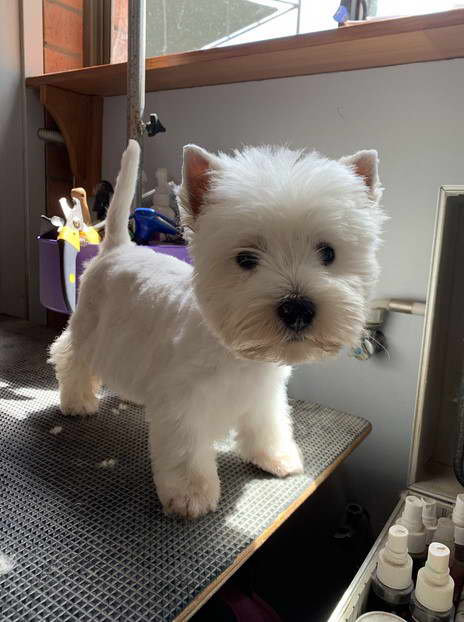 West Highland Terrier Haircut