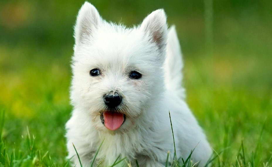 West Highland White Terrier Life Span