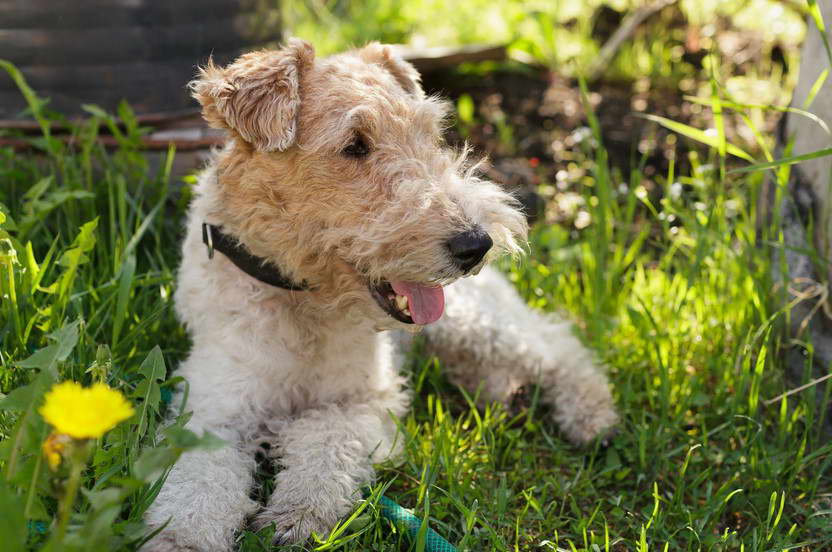 What Does A Fox Terrier Look Like