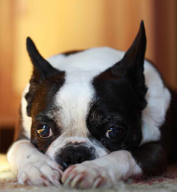 What Is The Lifespan Of A Boston Terrier