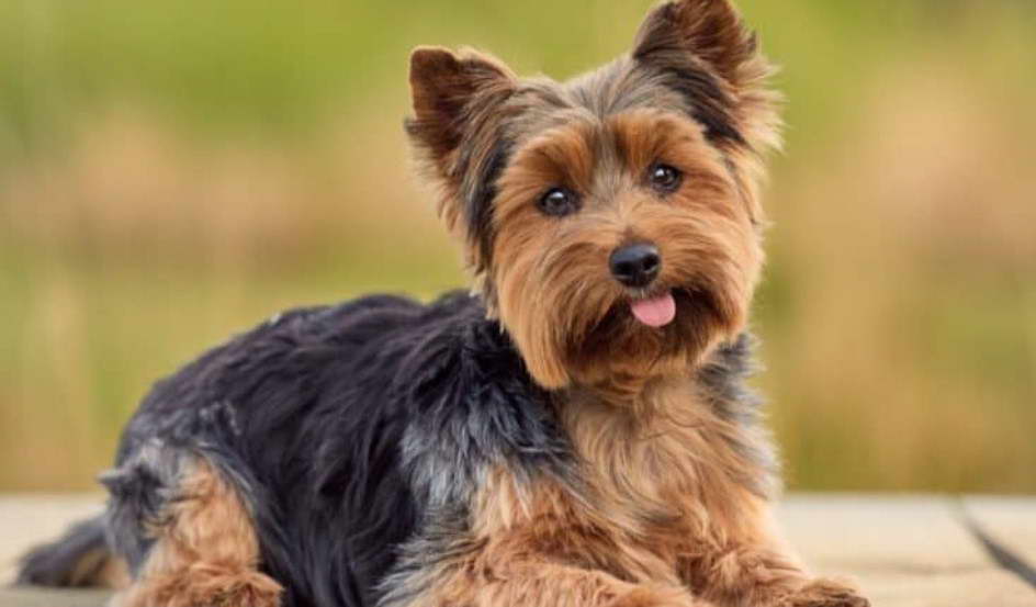 What Is The Lifespan Of A Yorkshire Terrier