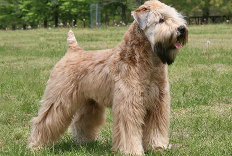 Wheaten Terrier Breeders Ohio