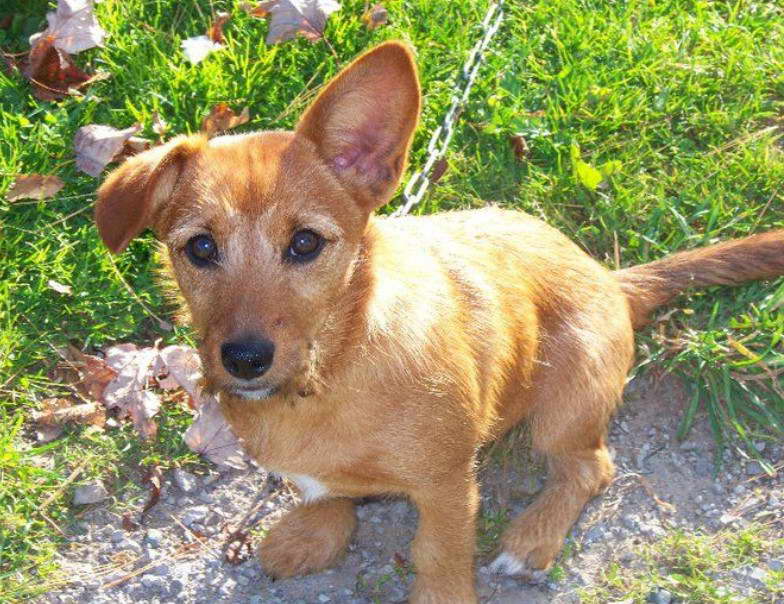 Wheaten Terrier Corgi Mix