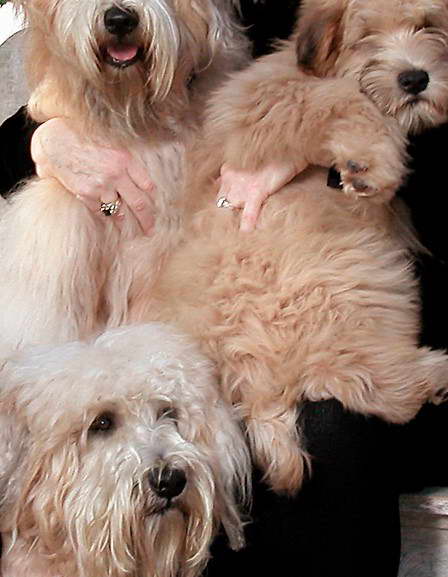 Wheaten Terrier For Sale California