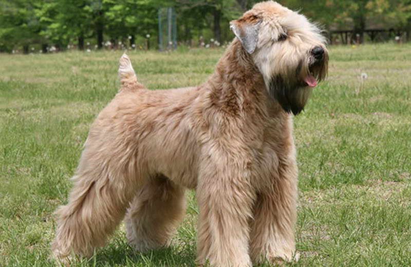 Wheaten Terrier For Sale Florida