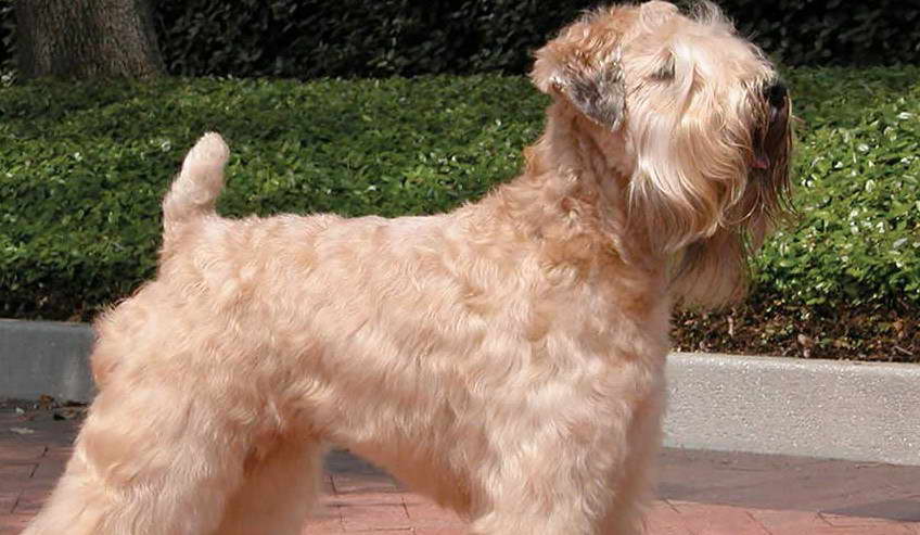 Wheaten Terrier Georgia