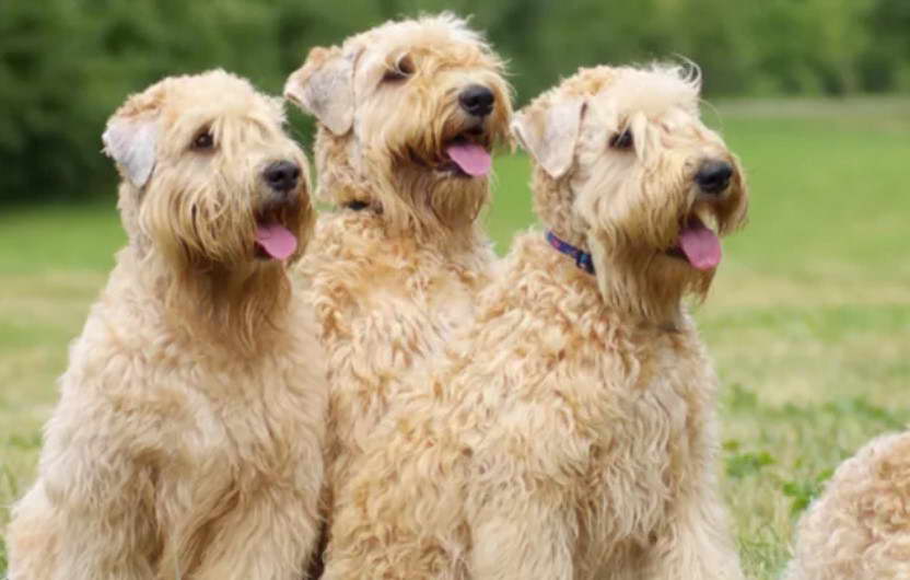 Wheaten Terrier Life Expectancy