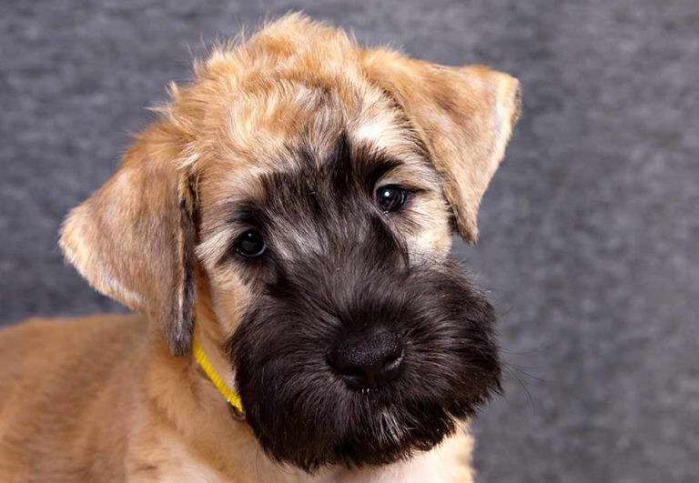 Wheaten Terrier Mix Puppies For Sale