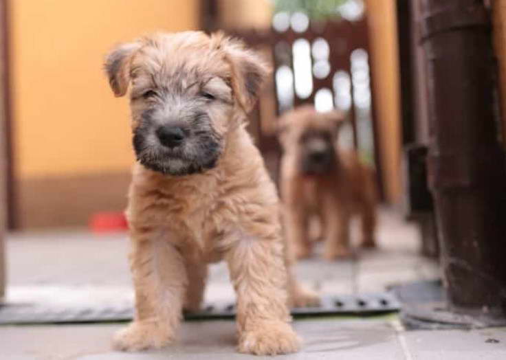 wheaten terrier nebraska