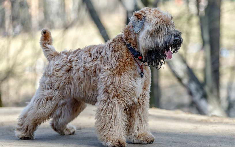 Wheaten Terrier Rescue Colorado