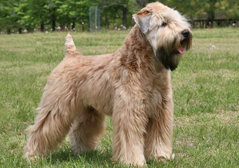 wheaten terrier rescue illinois