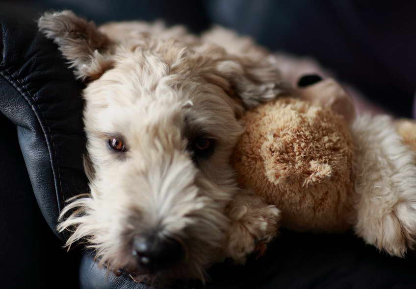 Wheaten Terrier Rescue Texas