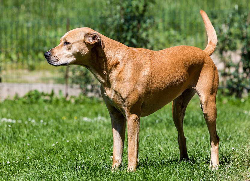 White Lab Terrier Mix