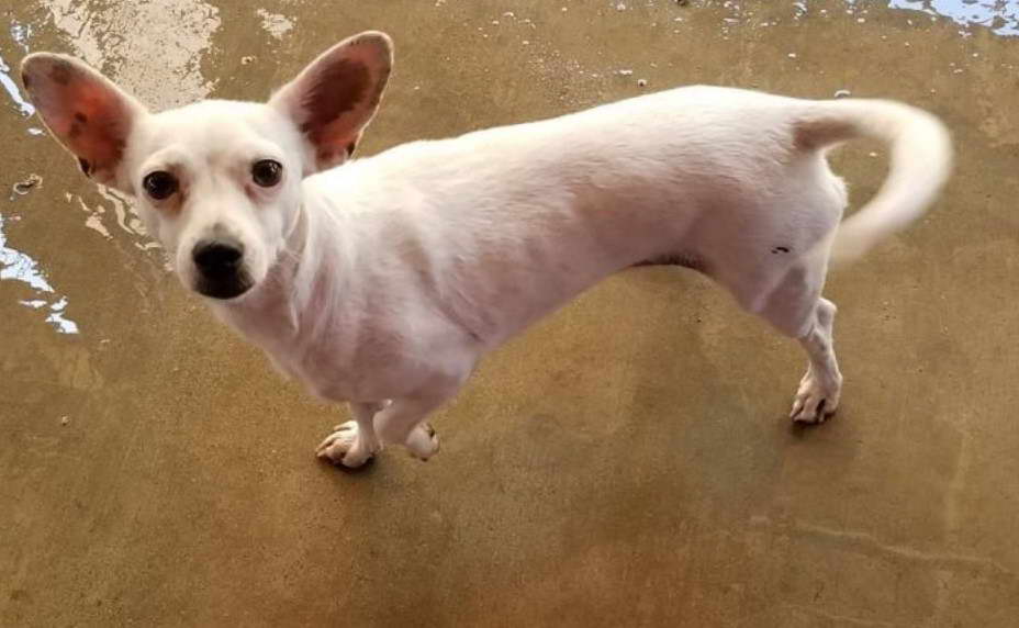 White Rat Terrier Chihuahua Mix