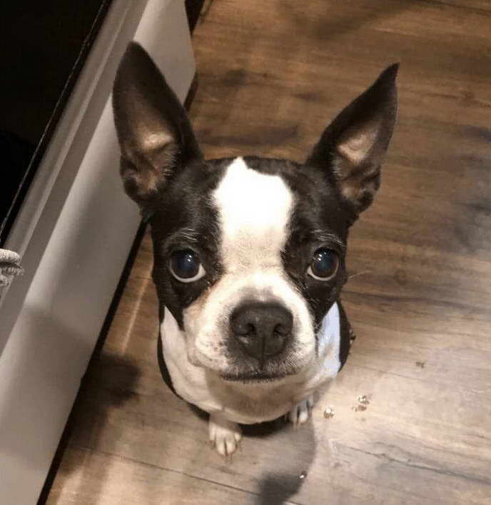 Why Does My Boston Terrier Shake