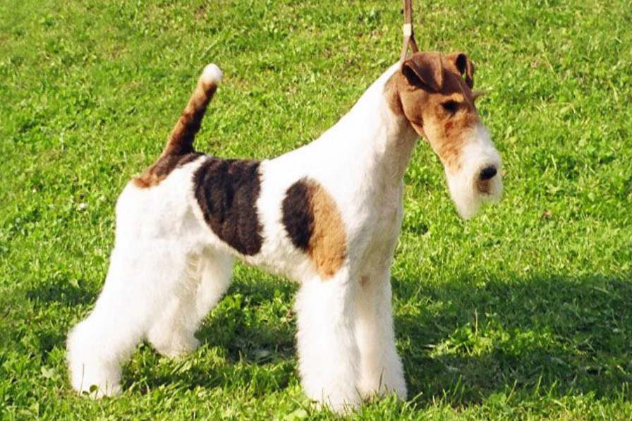 Wire Fox Terrier Breeders Near Me