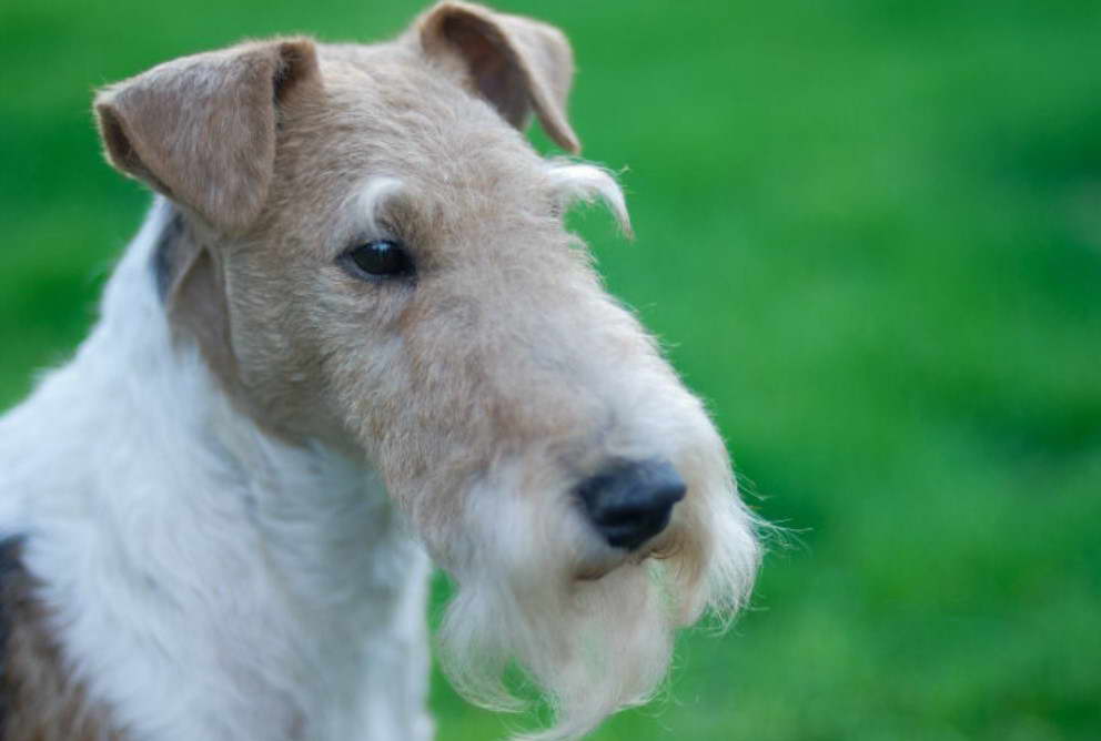 Wire Fox Terrier Chihuahua Mix