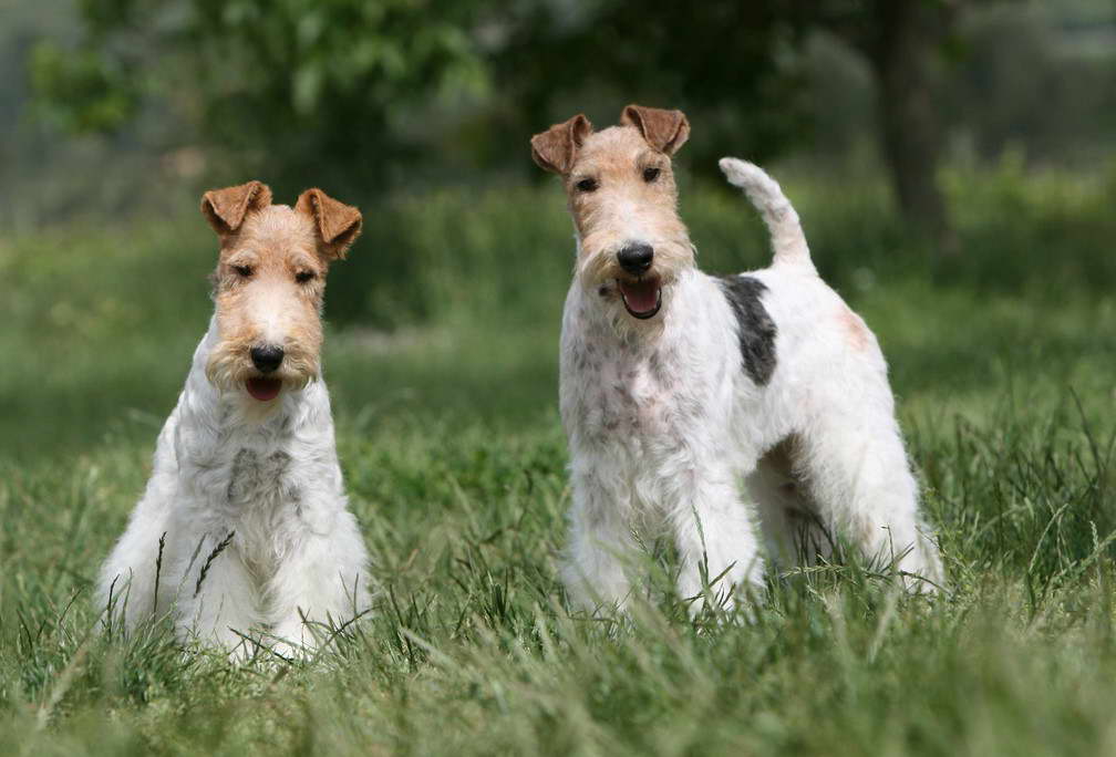 Wire Fox Terrier For Sale Near Me